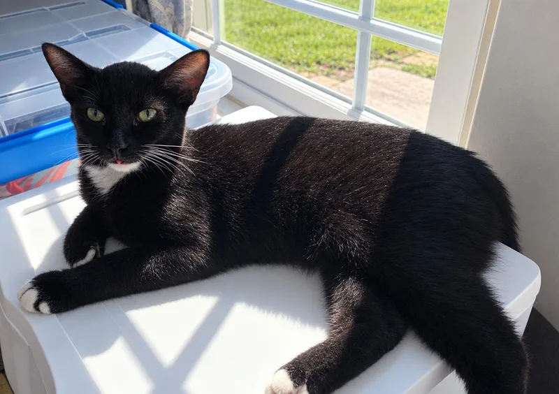 A young medium-sized male Black & White / Tuxedo Domestic Short Hair cat named Jolt for adoption in Kansas City, MO