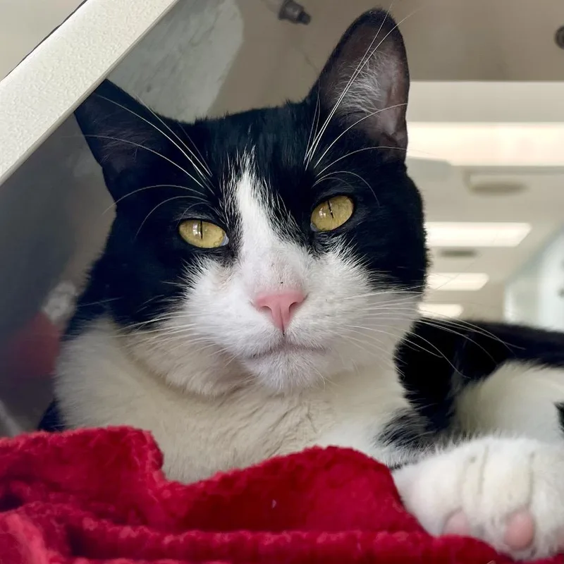 An adult large-sized male Black Domestic Short Hair cat named Rocket Raccoon for adoption in Deerfield, IL