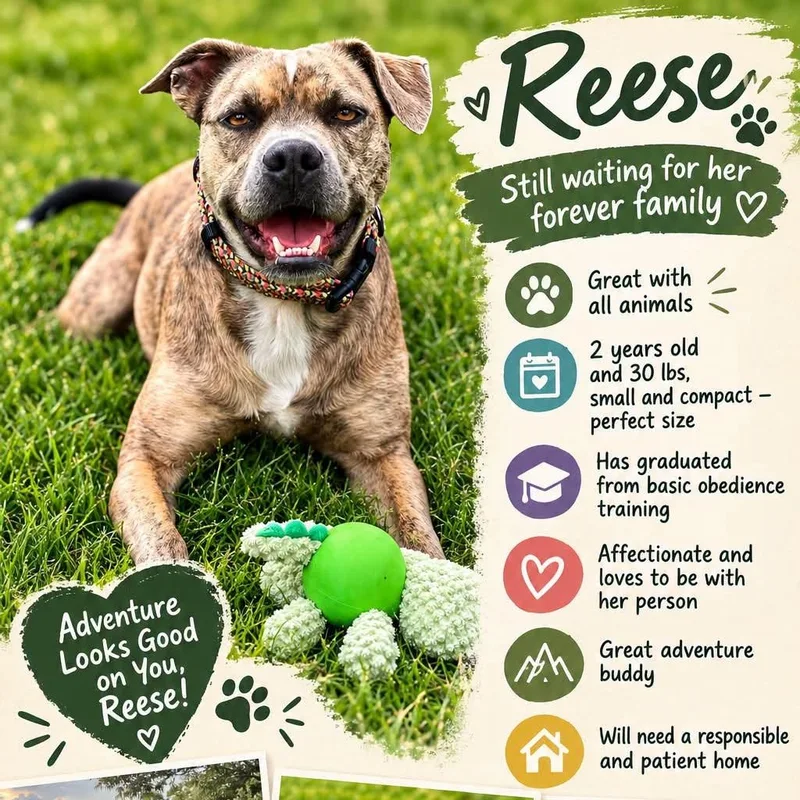 Reese thumbnail 3