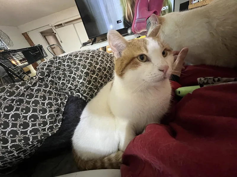 Scotcharoo thumbnail 2