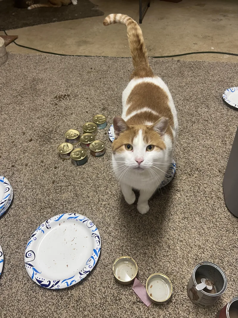 Scotcharoo thumbnail 3