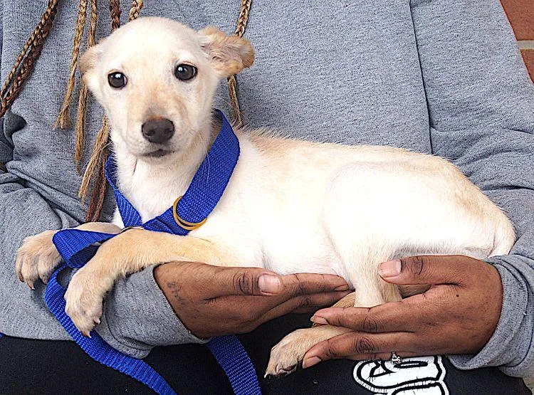 A young small-sized female White / Cream Chihuahua dog named Adelle for adoption in Carrollton, TX