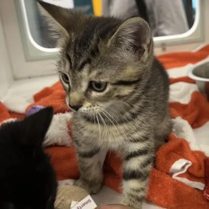 A baby small-sized male Domestic Short Hair cat named Sundae for adoption in Voorhees, NJ