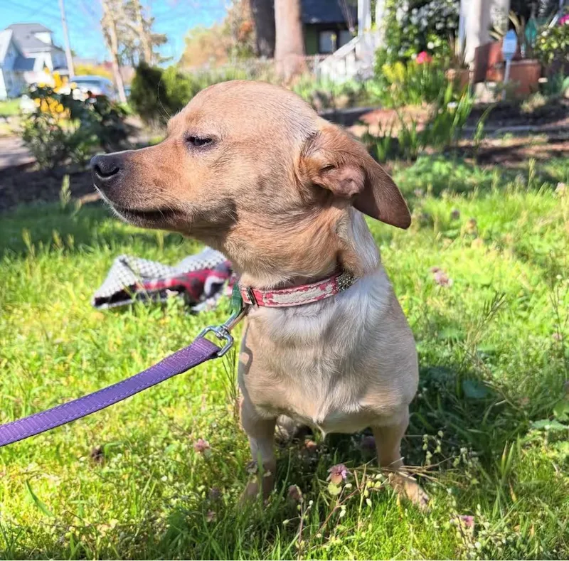 Hummingbird thumbnail 2