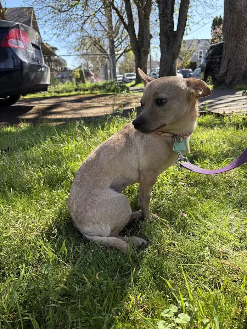 A young small-sized female Yellow / Tan / Blond / Fawn Chihuahua dog named Hummingbird for adoption in Sherman Oaks, CA
