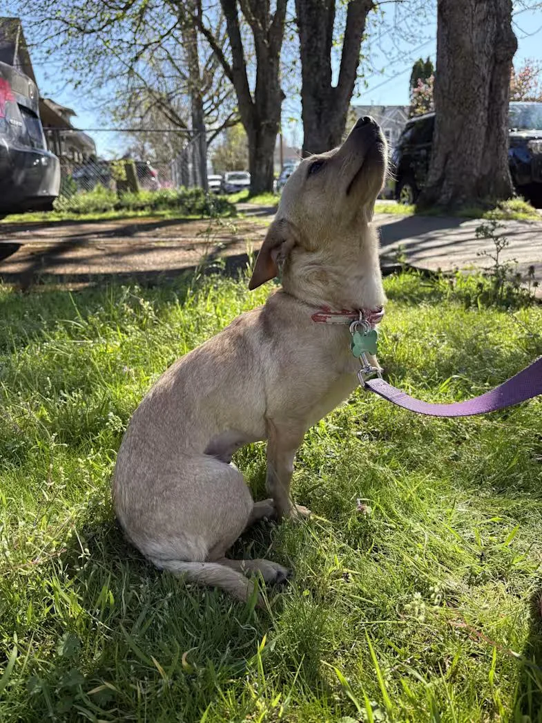 Hummingbird thumbnail 3