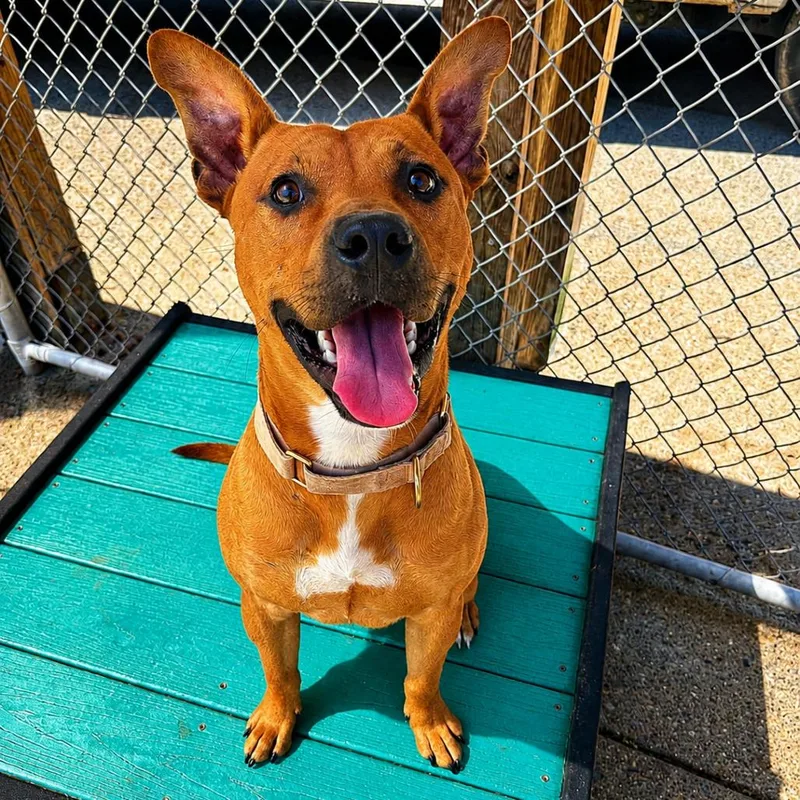 A young medium-sized male Brown / Chocolate Mixed Breed dog named Oden for adoption in Charleston, WV