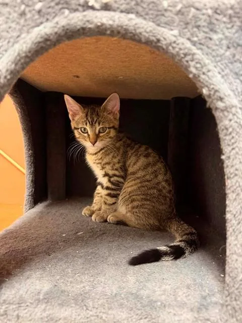 A baby small-sized female Domestic Short Hair cat named Ziggy for adoption in Saint Peters, MO