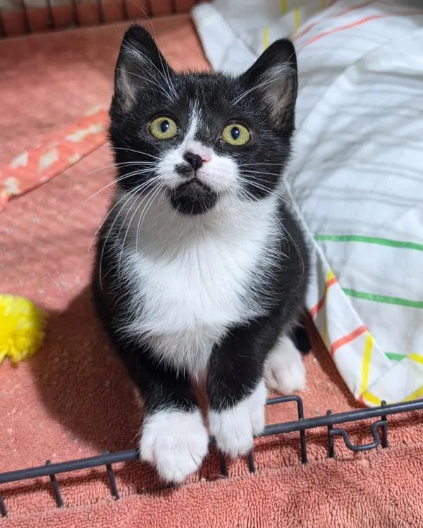 A baby small-sized female Domestic Short Hair cat named Panini for adoption in Novato, CA