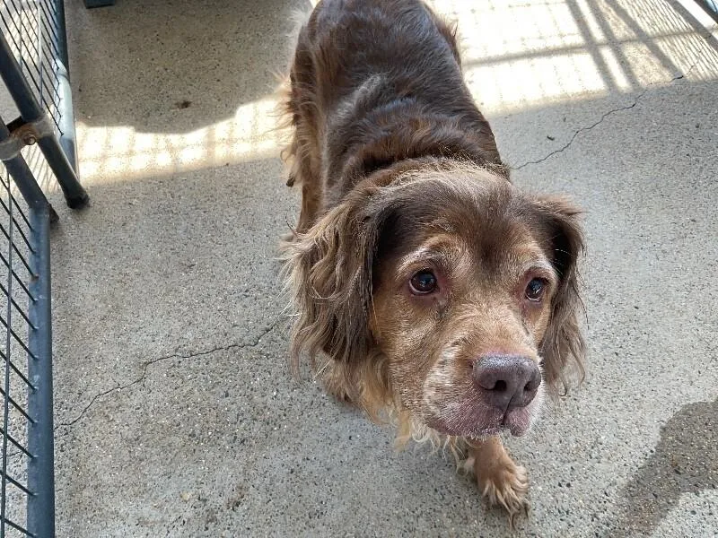 An adult medium-sized female Mixed Breed dog named Willow for adoption in Paris , TN