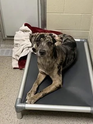 A young medium-sized male Catahoula Leopard Dog dog named Shadow for adoption in Fishers, IN