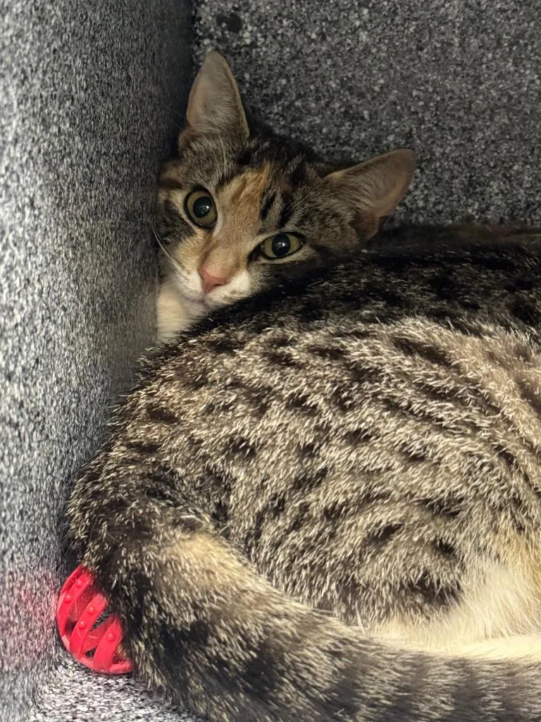 A baby medium-sized female Domestic Short Hair cat named Mandy for adoption in Danielsville, GA