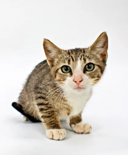 A baby small-sized male Domestic Short Hair cat named Little Bit for adoption in Morton Grove, IL