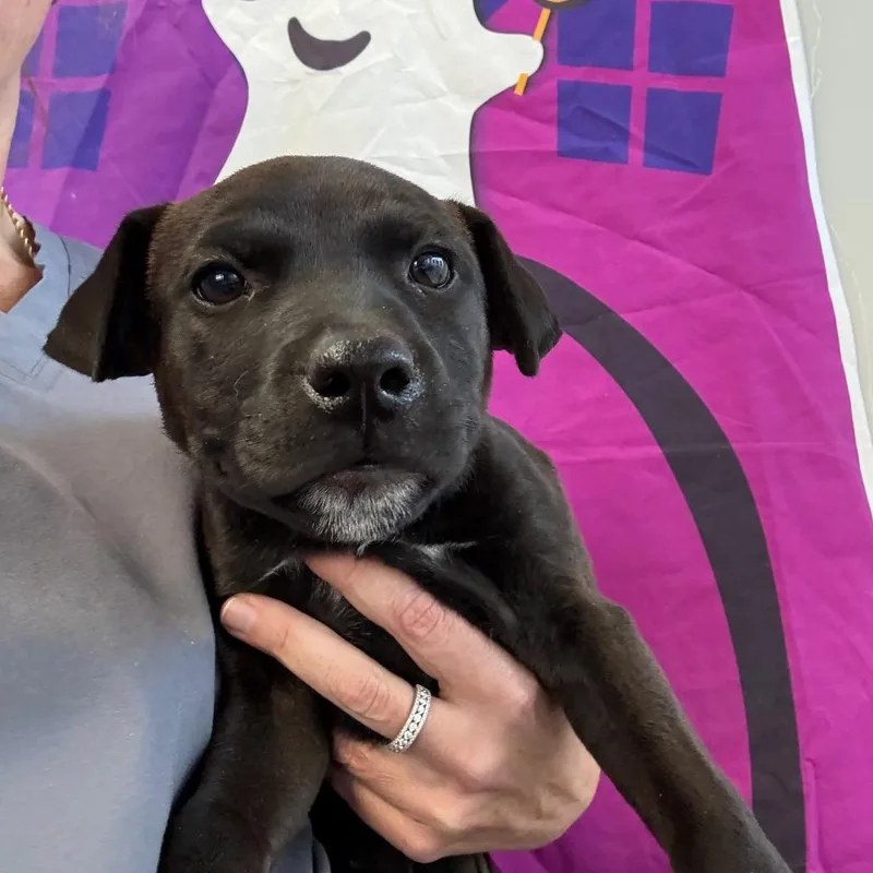 A baby medium-sized female Black Australian Shepherd dog named Frito for adoption in Normal, IL