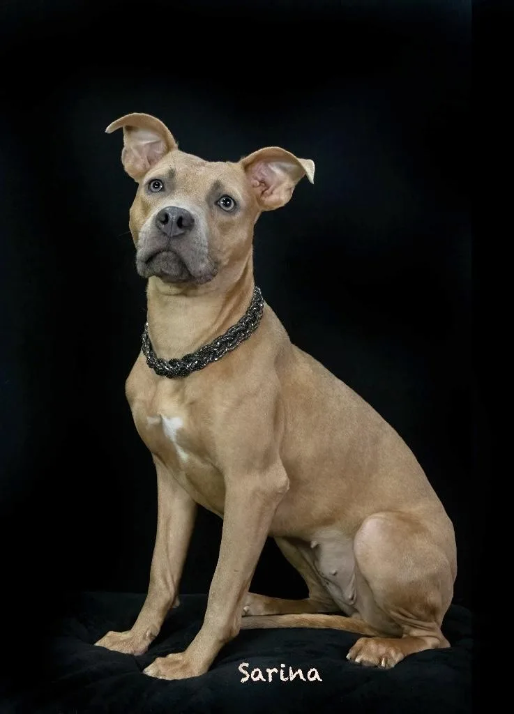 An adult medium-sized female Terrier dog named Sarina for adoption in Manchester, CT