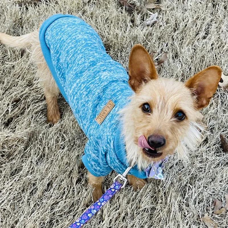 An adult small-sized female Yellow / Tan / Blond / Fawn Cairn Terrier dog named Honey for adoption in Saint Charles, MO