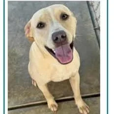A young medium-sized male Yellow / Tan / Blond / Fawn Labrador Retriever dog named Jared for adoption in Griswold, CT