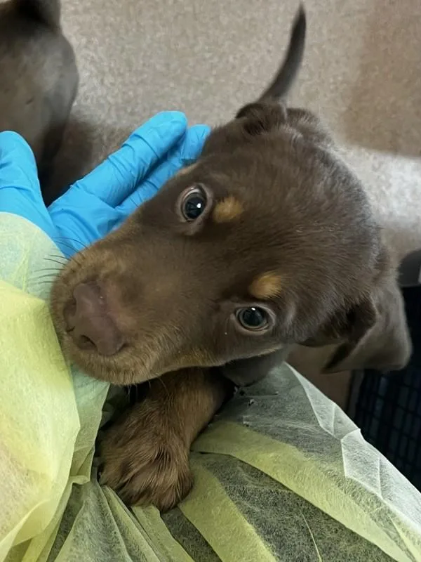 A baby small-sized male Labrador Retriever dog named Titan for adoption in Healdsburg, CA