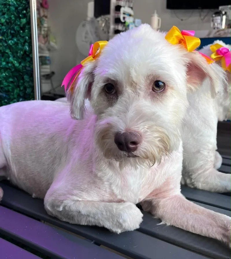An adult small-sized female White / Cream Poodle dog named Mia for adoption in Yarnell, AZ