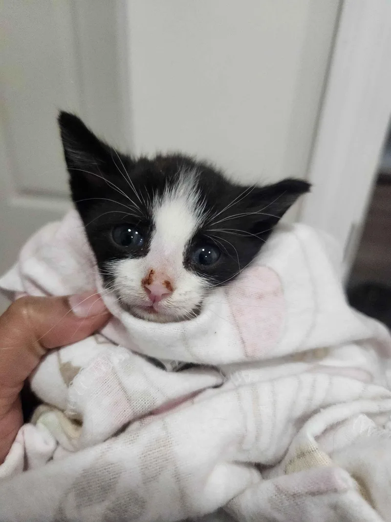 A baby small-sized male Black & White / Tuxedo American Shorthair cat named Heart for adoption in North Bergen, NJ