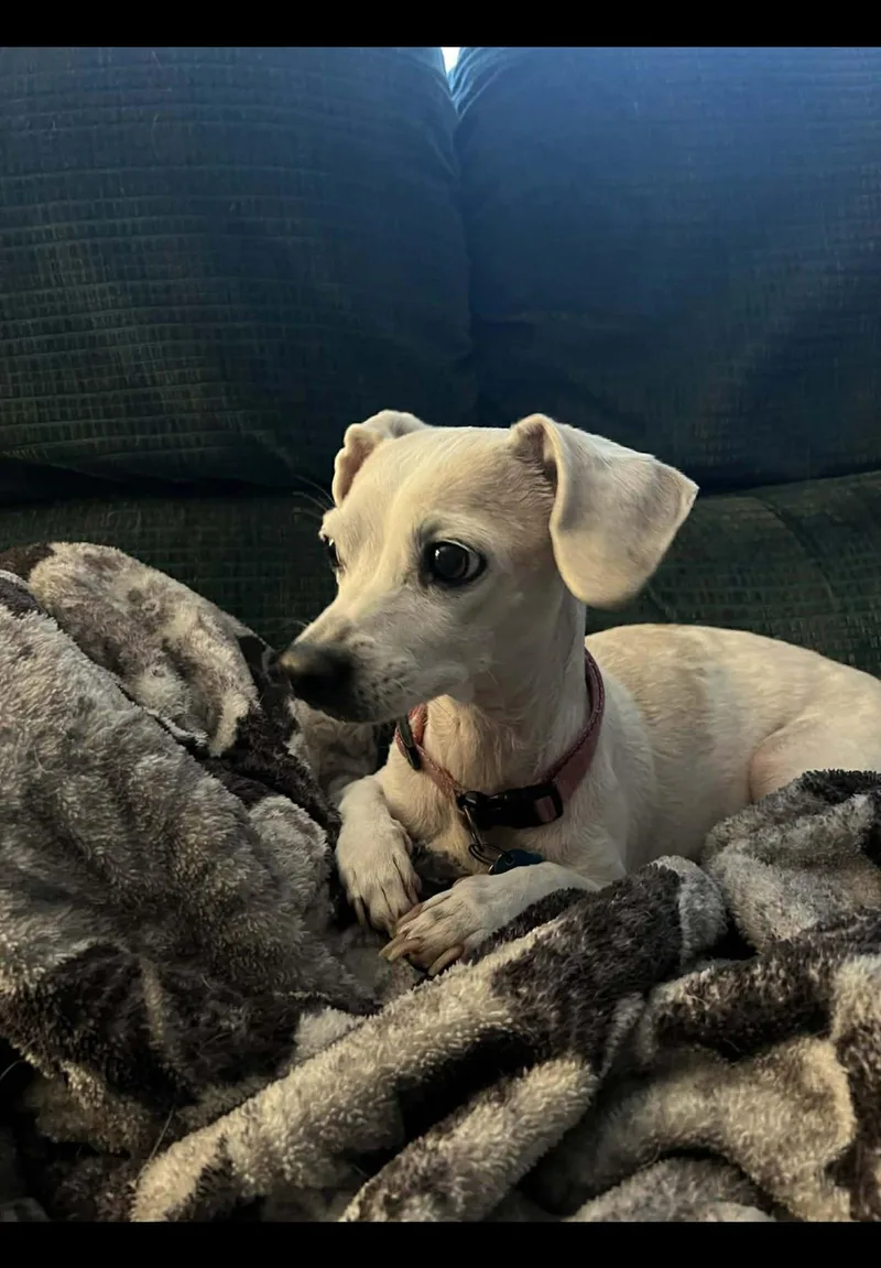 A baby small-sized female Apricot / Beige Miniature Dachshund dog named Knickers for adoption in Renton, WA