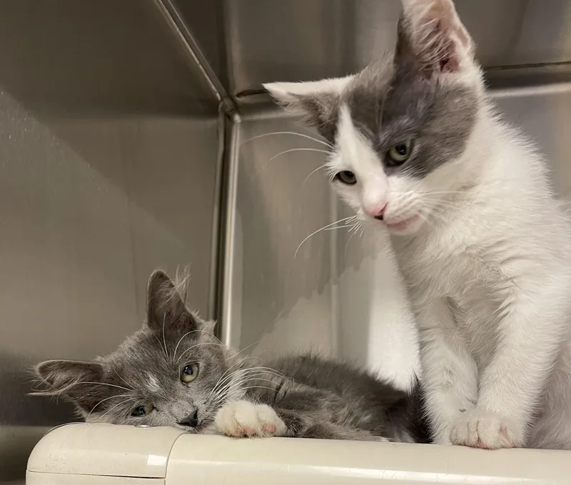 A baby medium-sized male Gray & White American Shorthair cat named Jelly Bean and Bunny for adoption in North Kingstown, RI