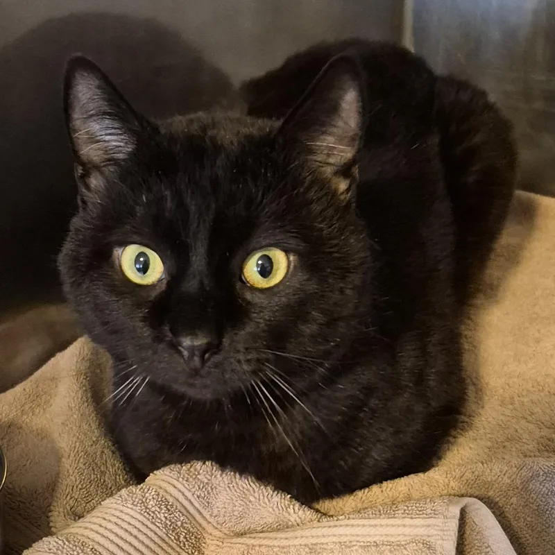 A baby small-sized male Black Domestic Short Hair cat named Benedict for adoption in Natick, MA