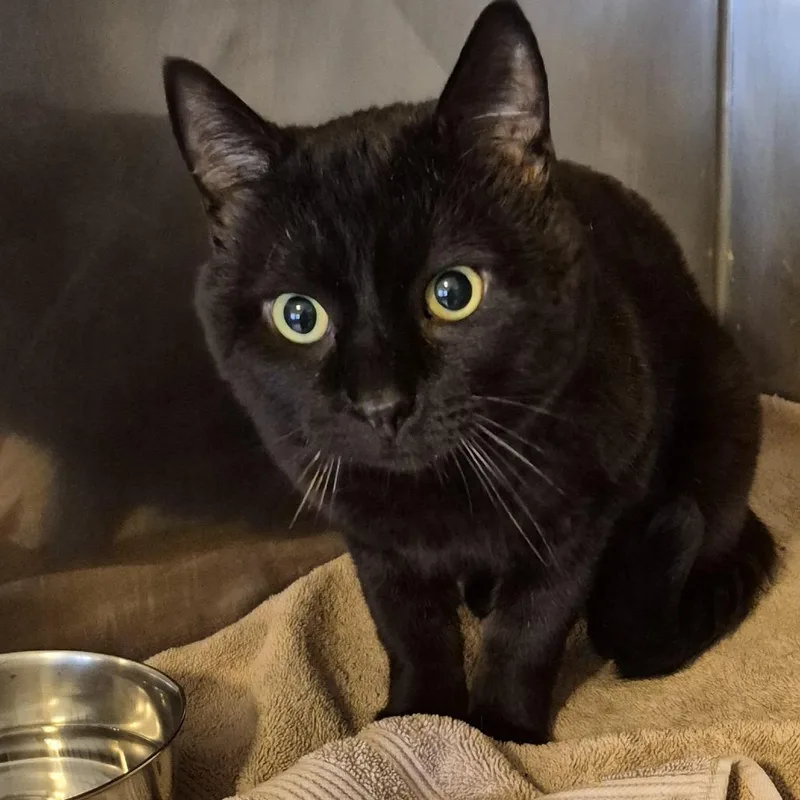 Benedict thumbnail 2