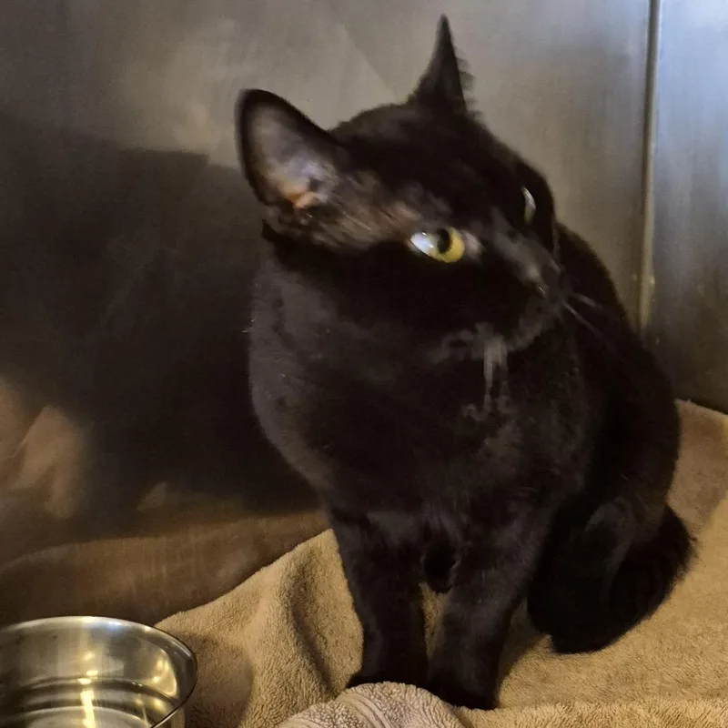 Benedict thumbnail 3