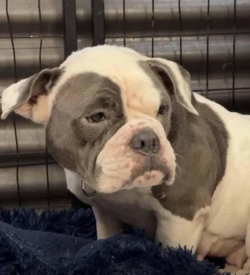 An adult medium-sized female Bulldog dog named Betty Boop for adoption in Lauderhill, FL