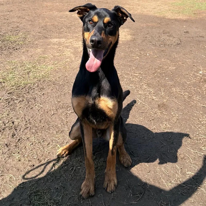 An adult large-sized male Black Doberman Pinscher dog named Buckaroo for adoption in Riverside, CA