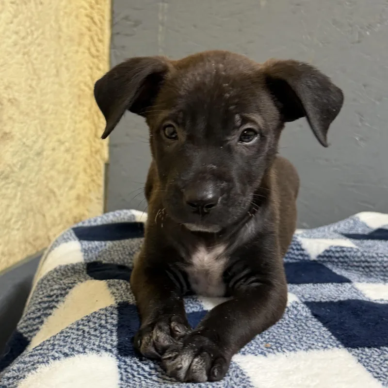 A baby medium-sized male Mixed Breed dog named Luke for adoption in Mission, TX