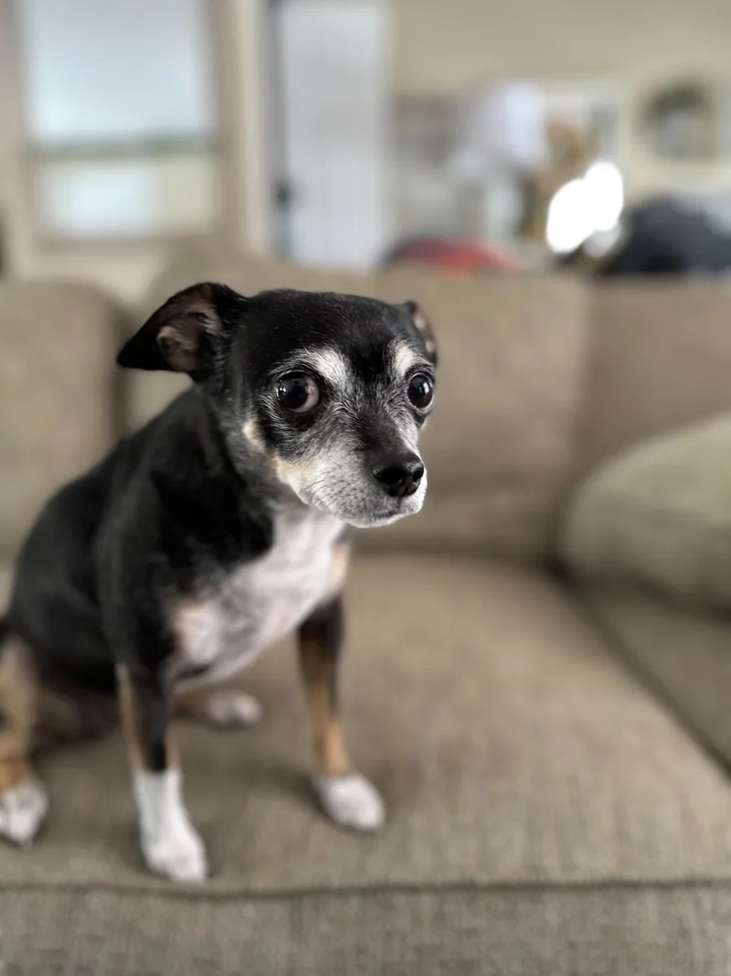 An adult small-sized female Black Chihuahua dog named Minnie for adoption in Colorado Springs, CO