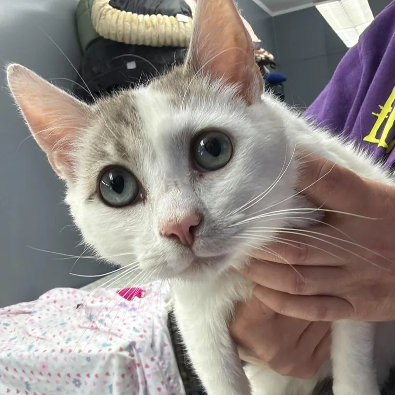 A young medium-sized male White Domestic Short Hair cat named Opie for adoption in Oak Hill, WV