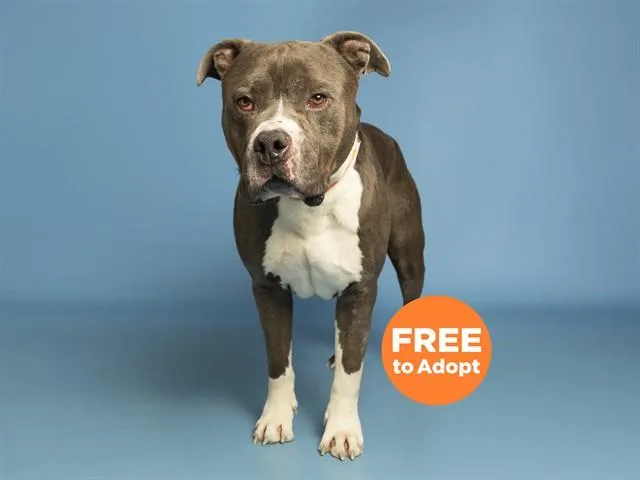 A young large-sized male Pit Bull Terrier dog named Noah for adoption in Phoenix, AZ