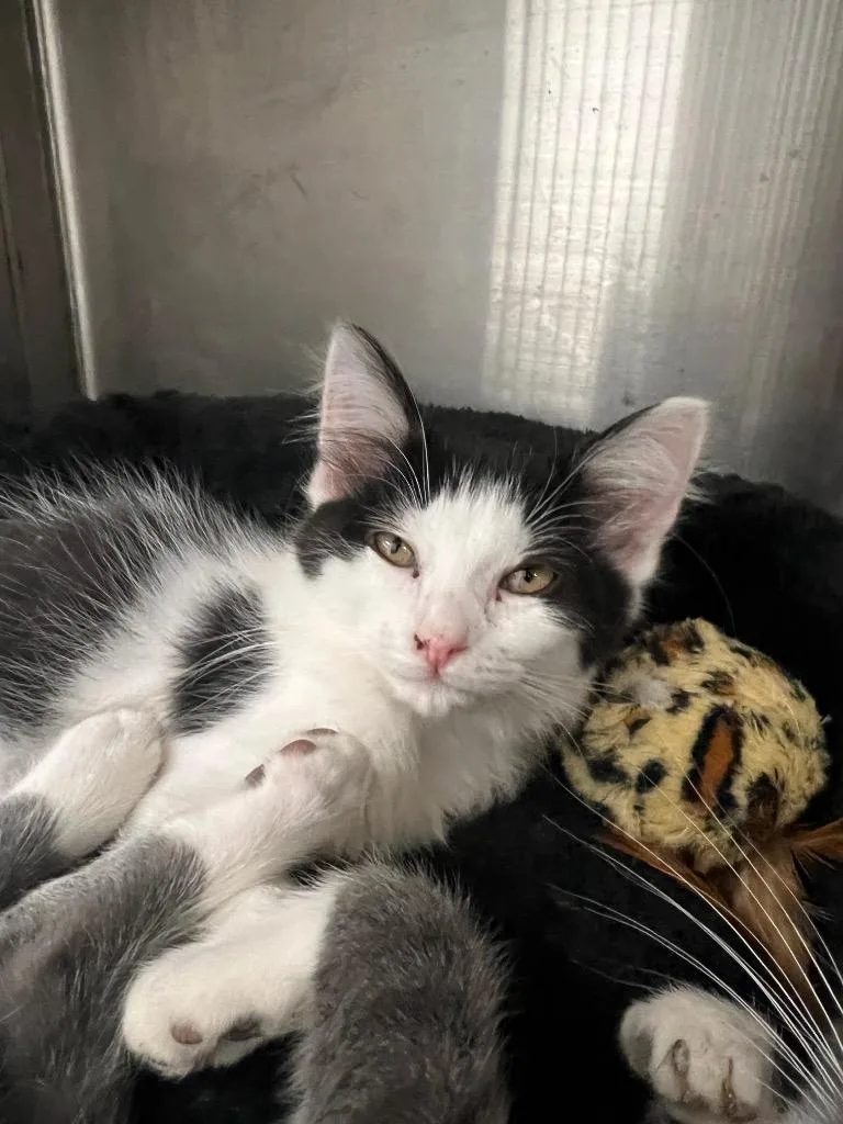 A baby medium-sized female Domestic Short Hair cat named Serene for adoption in Greeneville, TN