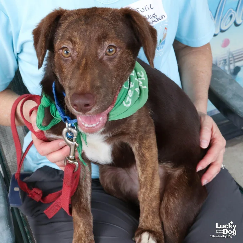 A baby large-sized female Labrador Retriever dog named Miss Munch for adoption in Washington, DC