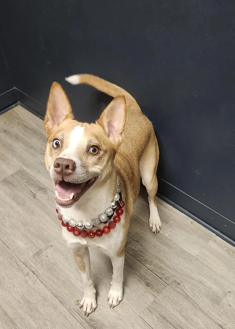 A young medium-sized female Yellow / Tan / Blond / Fawn Basenji dog named Felony for adoption in Mansfield, OH
