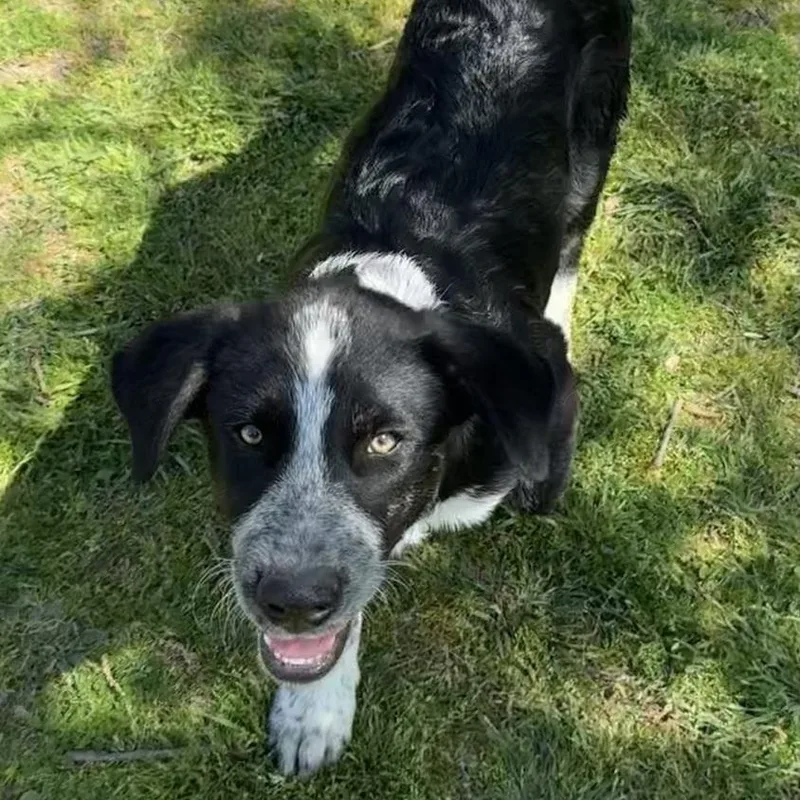 Handsome thumbnail 2