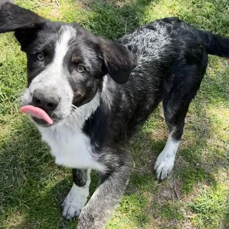 Handsome thumbnail 3