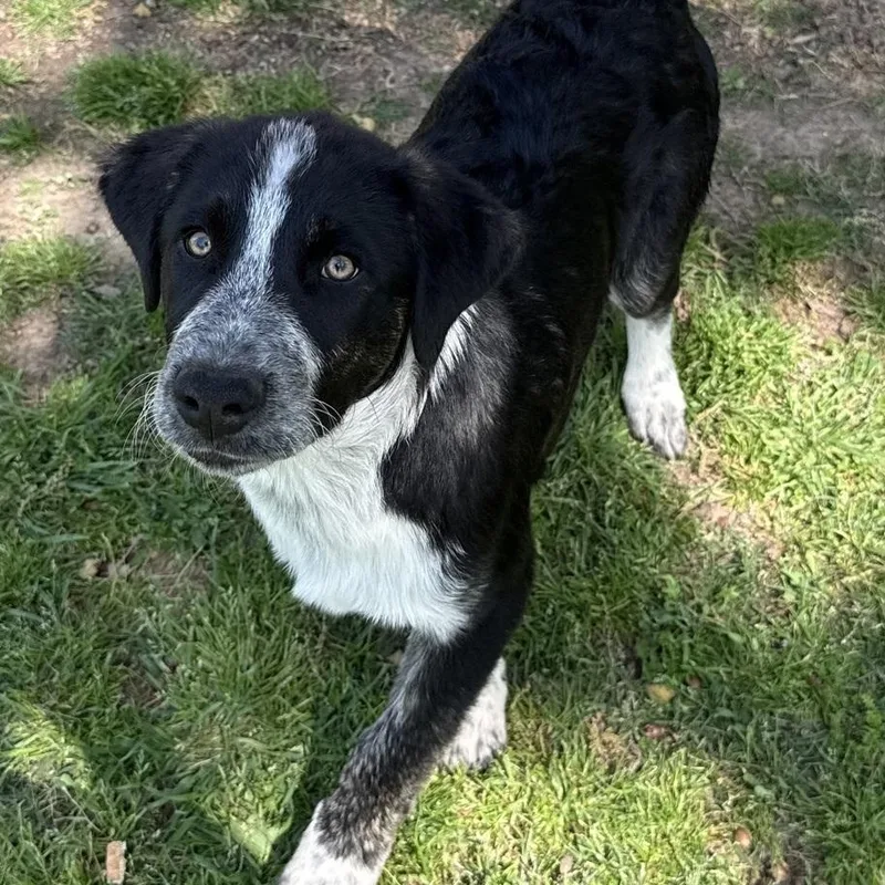 Handsome thumbnail 4