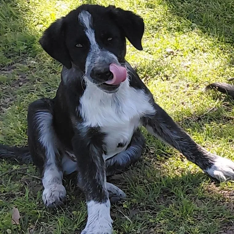 Handsome thumbnail 5