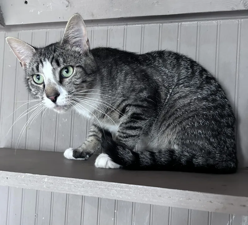 An adult medium-sized male Tabby cat named Georgie for adoption in Richmond Dale, OH