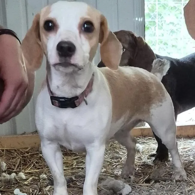 An adult small-sized female White / Cream Dachshund dog named Rhea for adoption in Pineville, MO