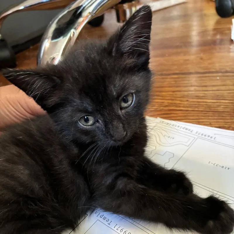 A baby small-sized female Black Domestic Short Hair cat named Michaela for adoption in New York, NY