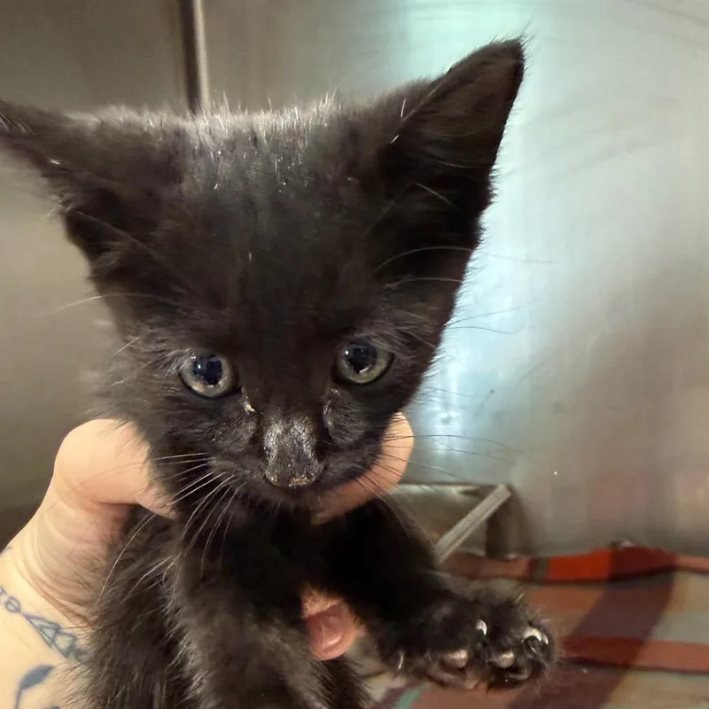 A baby small-sized male Black Domestic Short Hair cat named Mack for adoption in Horn Lake, MS