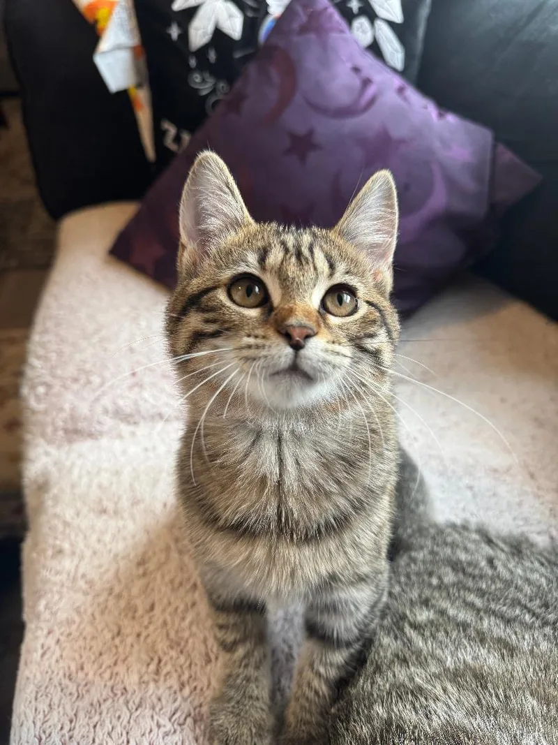 Tina Belcher And Louise thumbnail 2