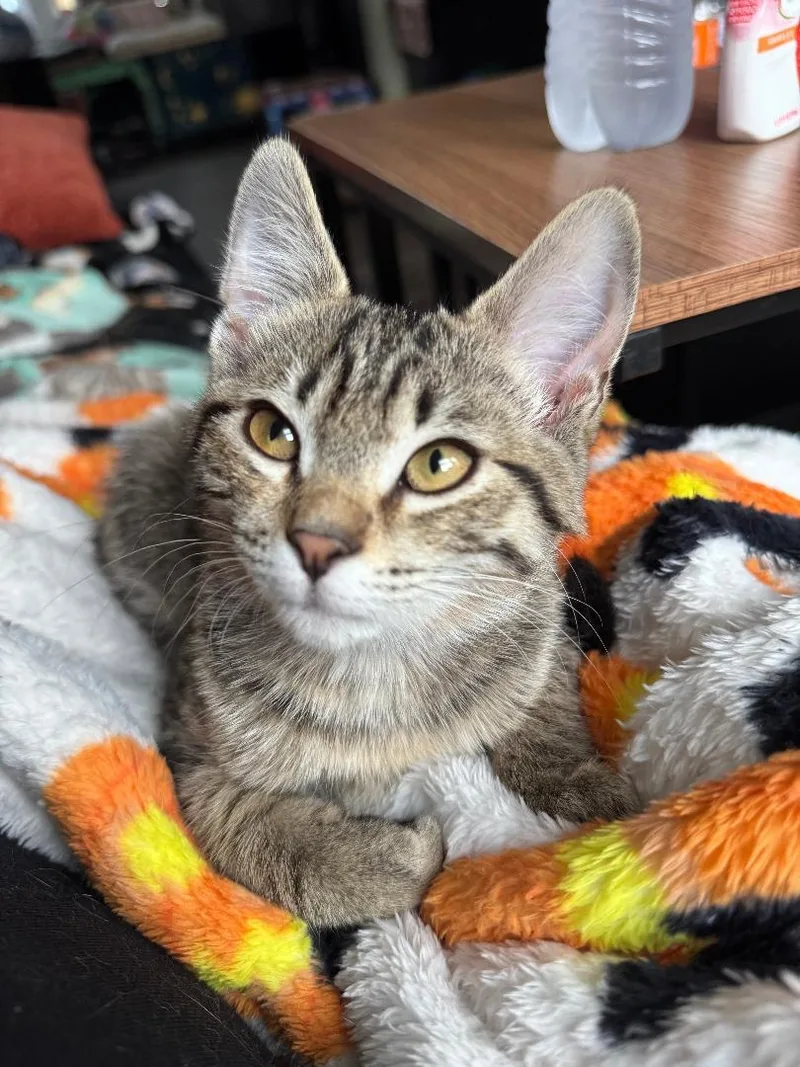 Tina Belcher And Louise thumbnail 4