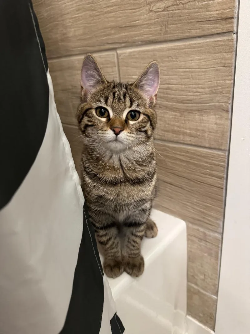 Tina Belcher And Louise thumbnail 5