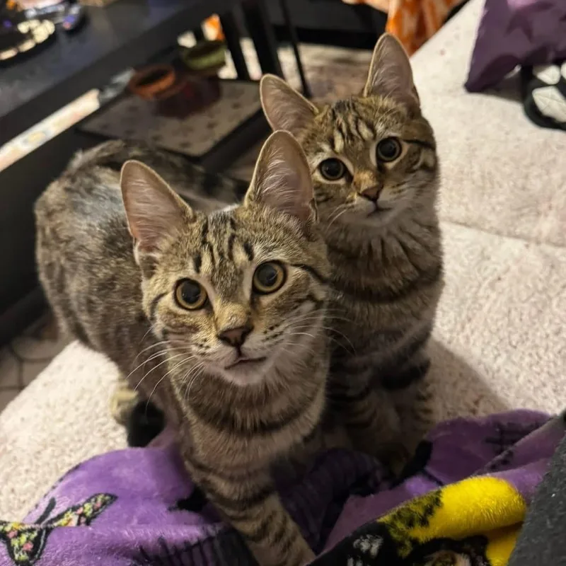 Tina Belcher And Louise